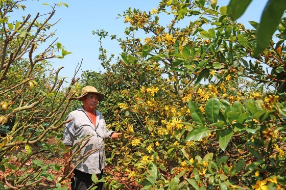 Billionaire village in Mekong Delta province ảnh 2