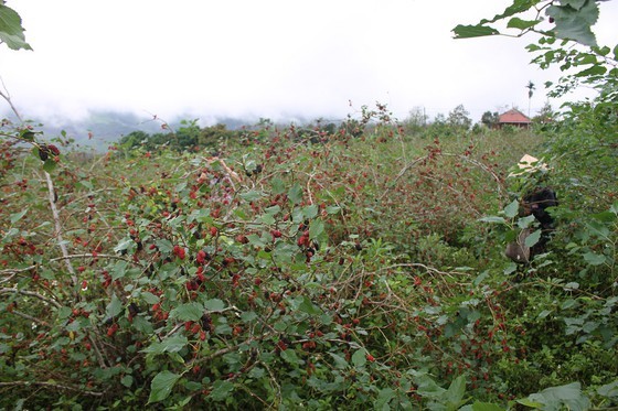 Mulberry cultivation, product processing, money-spinner in poor province ảnh 1