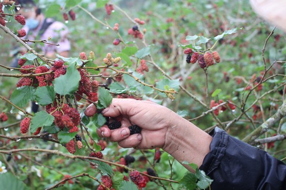Mulberry cultivation, product processing, money-spinner in poor province ảnh 3