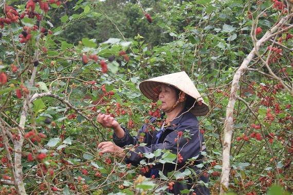 Mulberry cultivation, product processing, money-spinner in poor province ảnh 4