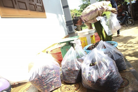 Mulberry cultivation, product processing, money-spinner in poor province ảnh 5