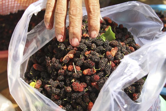 Mulberry cultivation, product processing, money-spinner in poor province ảnh 6