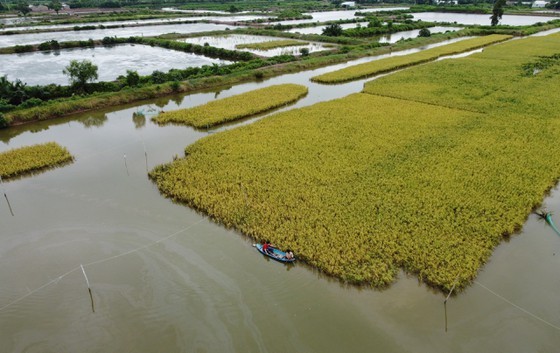 Cooperative nets much yearly from growing organic rice ảnh 2