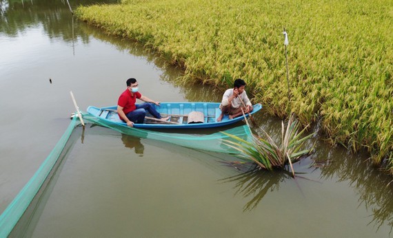 Cooperative nets much yearly from growing organic rice ảnh 1