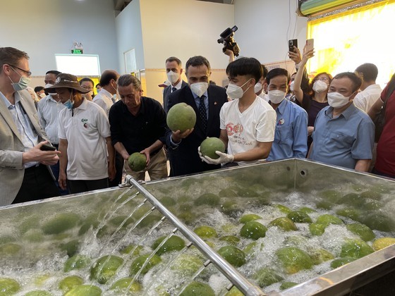 Vietnam Cooperative Development Project helps promote pomelo exports to Canada ảnh 1