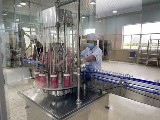 Vietnam Cooperative Development Project helps promote pomelo exports to Canada ảnh 2