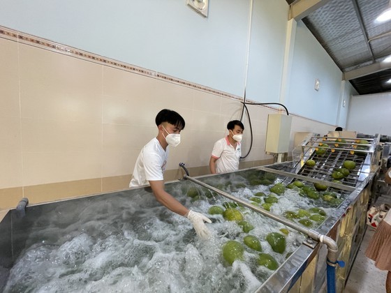 Vietnam Cooperative Development Project helps promote pomelo exports to Canada ảnh 3