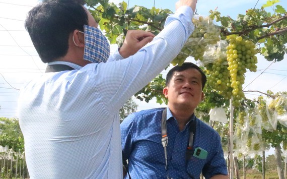 Tra Vinh orients to building brand for fresh grapes ảnh 1