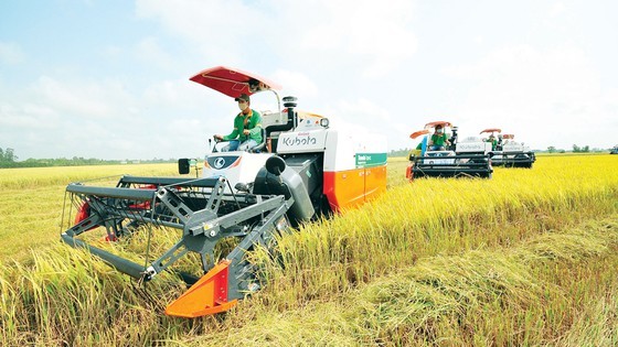 Risk of breakdown of large-scale paddy field rearing its ugly head ảnh 1