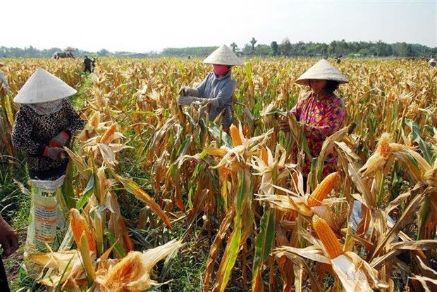 Poverty in Vietnam declines substantially over past decade: WB ảnh 1