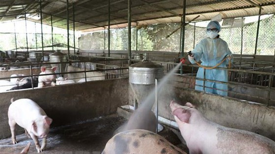 More outbreaks of cattle, poultry diseases reported in Quang Ngai Province ảnh 1
