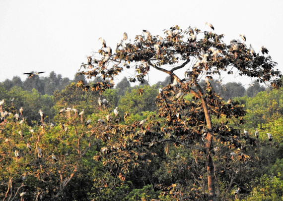 Flock of storks returns to Lo Go - Xa Mat National Park in Tay Ninh Province ảnh 1