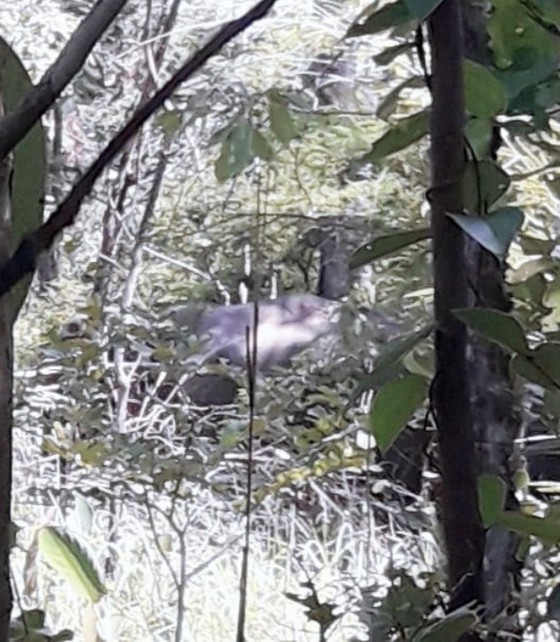 Wild elephants appear in border commune in search of food ảnh 2