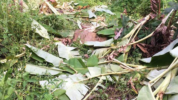 Wild elephants appear in border commune in search of food ảnh 1