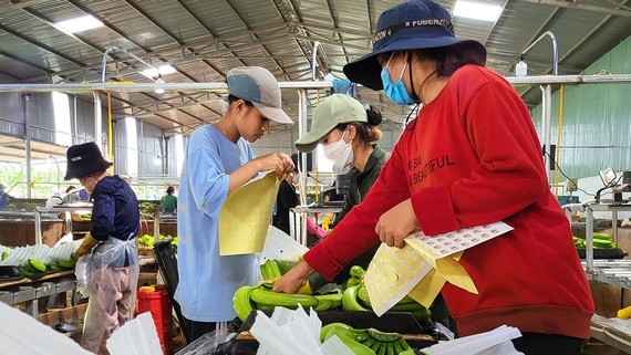 Agricultural products from Vietnam’s Central Highlands to export ảnh 1