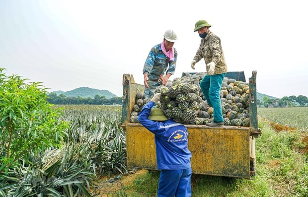 Agricultural sector seeking ways to boost exports ảnh 1