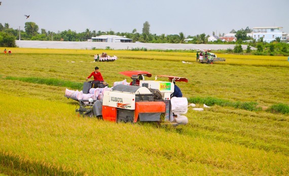 Harvesters in Mekong Delta can't operate for lack of oil ảnh 1