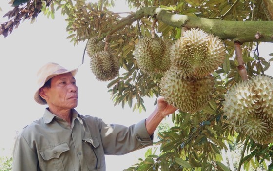 Food watchdog to tighten management to protect honest businesses ảnh 1