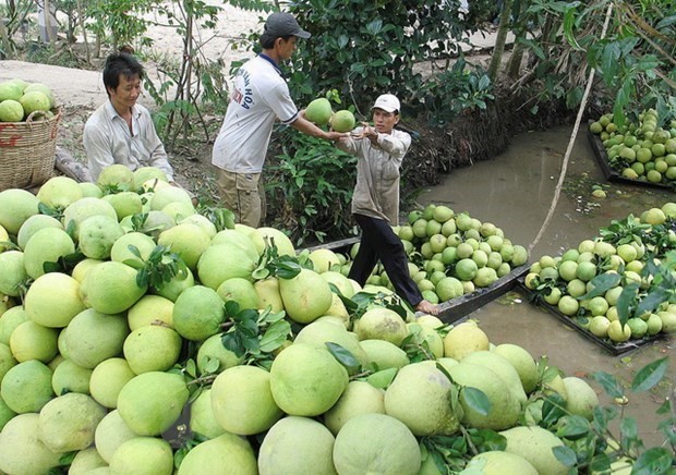 Vietnamese pomelo has large potential for export ảnh 1