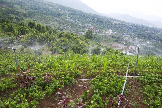 Hanoi: hi-tech farm produce to account for 70 percent by 2025 ảnh 1