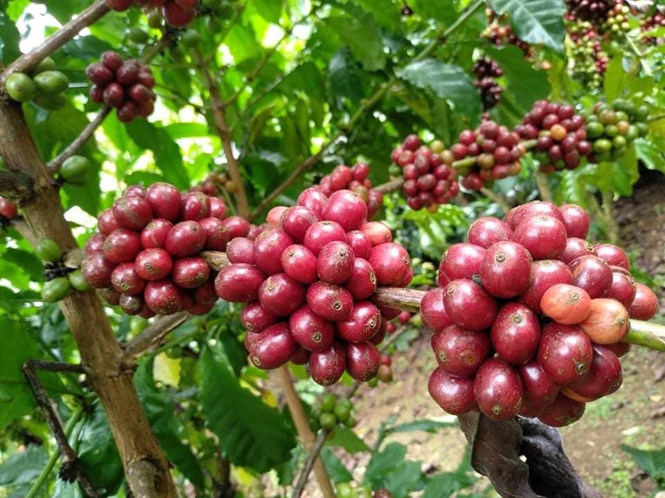 Coffee exhibition to take place in Ho Chi Minh City’s Reunification Palace ảnh 1