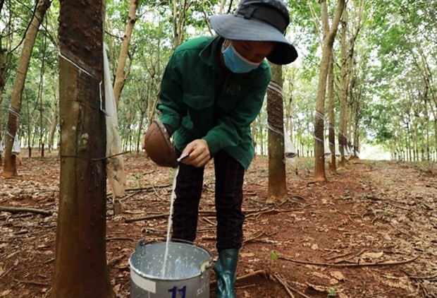 Rubber companies' business results gloomy in Q3 ảnh 1