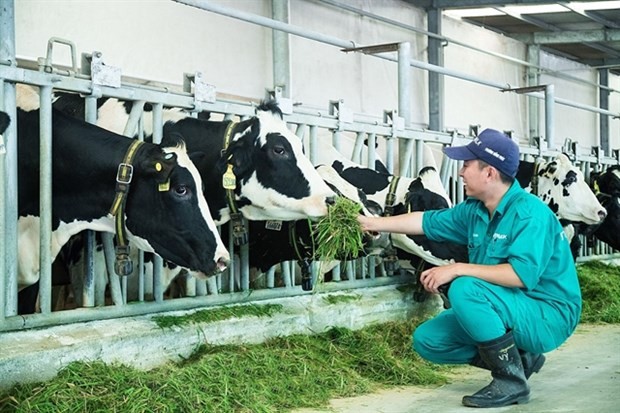 The total production value of the livestock industry in 2022 was estimated at over 506 trillion VND, up 5.5 per cent over the figure in 2021. (Photo: nhachannuoi.vn)