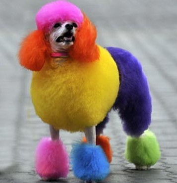 Services for keeping pets during Tet holidays booming