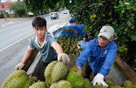 Workers stack durians onto a truck for transportation in Da Huoai district of Lam Dong province. (Photo: VNA)