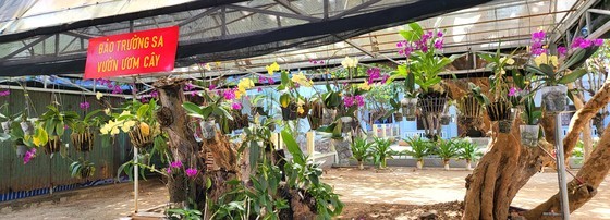 Orchids are grown on Truong Sa islands Orchids are grown on Truong Sa islands