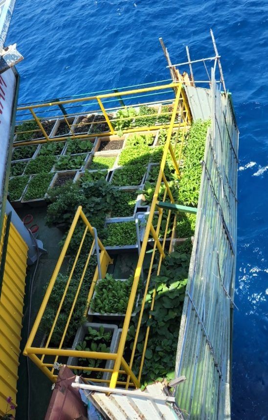 Vegetables are grown on the DK1/14 rig Vegetables are grown on the DK1/14 rig