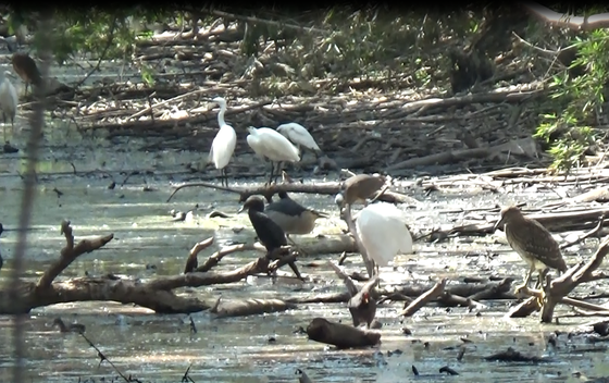A rare bird reserve in the Mekong Delta province (Illustrative photo: SGGP)