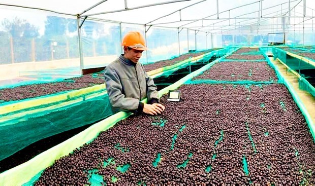 Checking quality of coffee before it is exported (Photo: VNA)