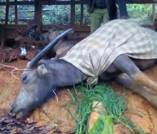 Anthrax occurs in humans when they are exposed to the bacterium, usually through handling animals or animal hides