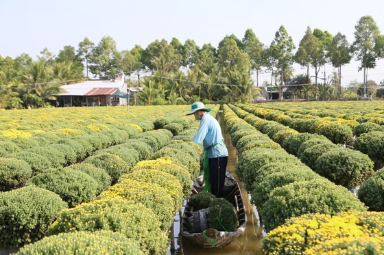 Ornamental plant, flower production generates high economic value in Dong Thap Province Ornamental plant, flower production generates high economic value in Dong Thap Province