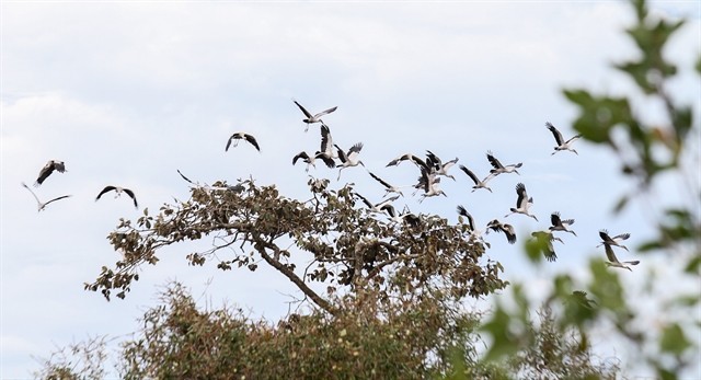 Lo Go- Xa Mat National Park saw a rare flock of 1,000 storks migrating to the forest. — VNA/VNS Photo
