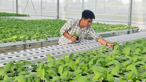 The hi-tech vegetable farming model at Tuan Ngoc Cooperative in Long Truong Ward of Thu Duc City