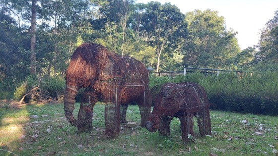 The statue of two elephants made from 1,400 traps collected by forest rangers during patrol becomes a symbol of elephant conservation.
