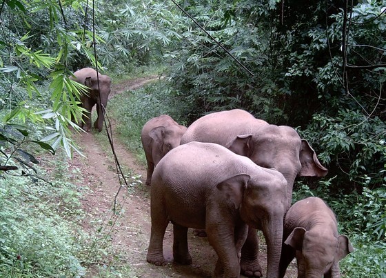 A large population of elephants is found in the Southern Province of Dong Nai.