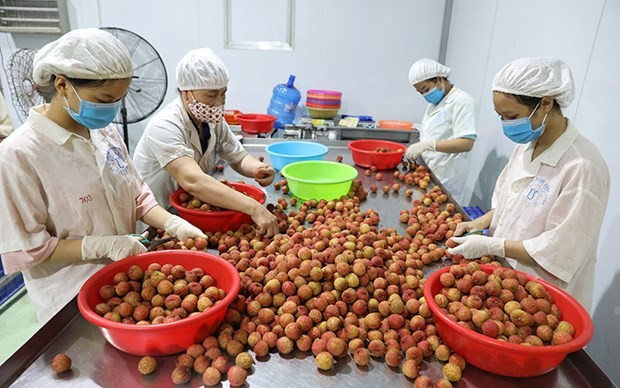 Workers sort lychees for export at the Global Food Joint Stock Company in Luc Ngan district, Bac Giang province. (Source: VNA) Workers sort lychees for export at the Global Food Joint Stock Company in Luc Ngan district, Bac Giang province. (Source: VNA)
