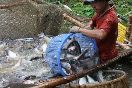 Good news for Vietnam’s tra fish exports to US (Photo: SGGP)