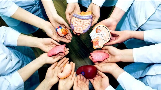 Health authority urges to tighten management of human organ and tissue donation ảnh 1