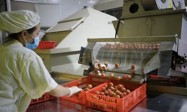 A lychee processing line for export to Japan (Photo: VNA)