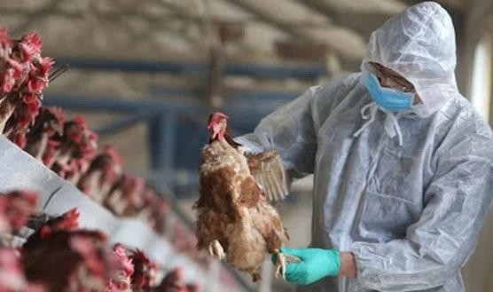 avian-flu-9543.jpg