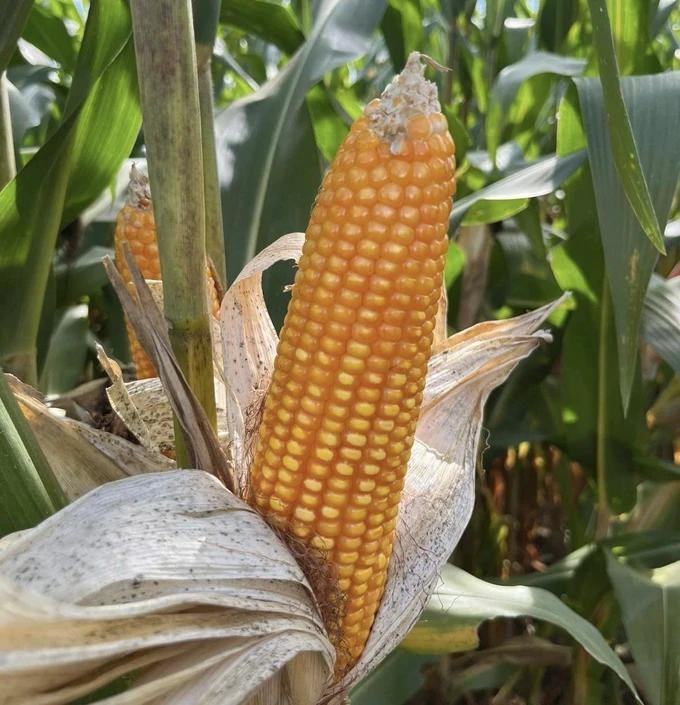 cong nghe sinh hoc.webp