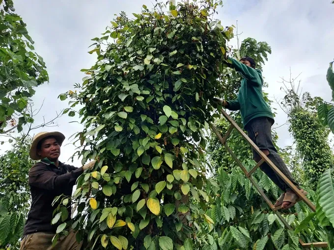 Vietnam strives for US$65 billion in agricultural, forestry, fishery exports