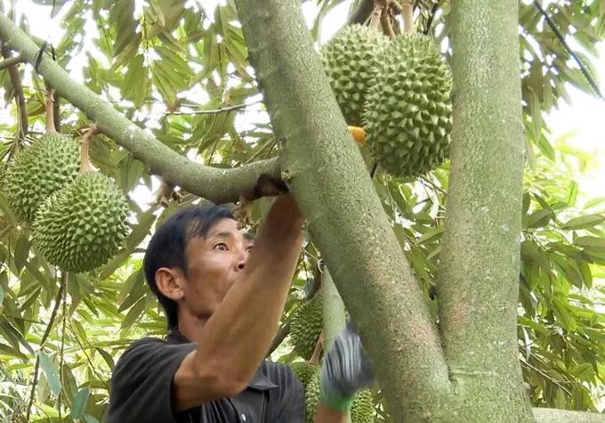 sau rieng.jpg