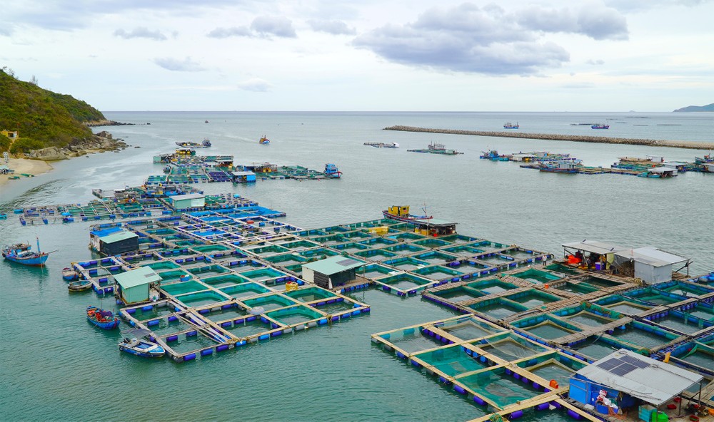 Aquaculture in the Central provinces remains spontaneous and fragmented, failing to achieve significant scale or modernization. Pictured here is a spontaneous aquaculture zone constricting the De Gi estuary. Photo: Ngoc Oai
