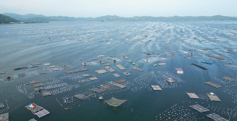 The aquaculture zone in Xuan Dai Bay in Dak Lak Province is deviating from its master plan and gradually deteriorating due to pollution and losses caused by natural disasters. Photo: Ngoc Oai.