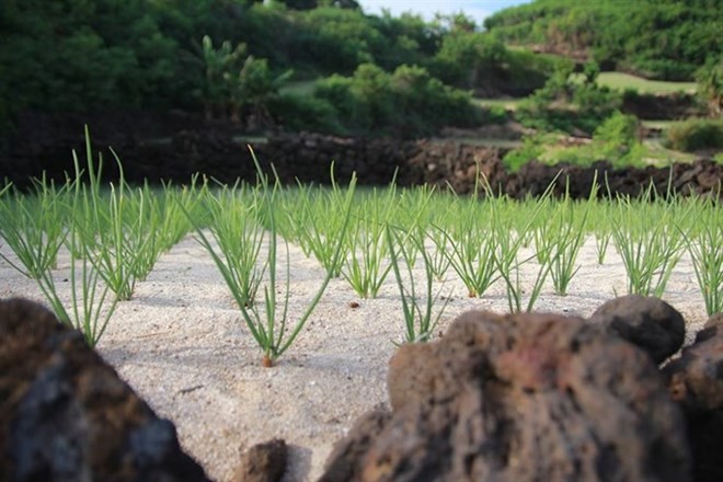 A garlic farm in Ly Son Island district in Quang Ngai Province. (Photo: VNA)